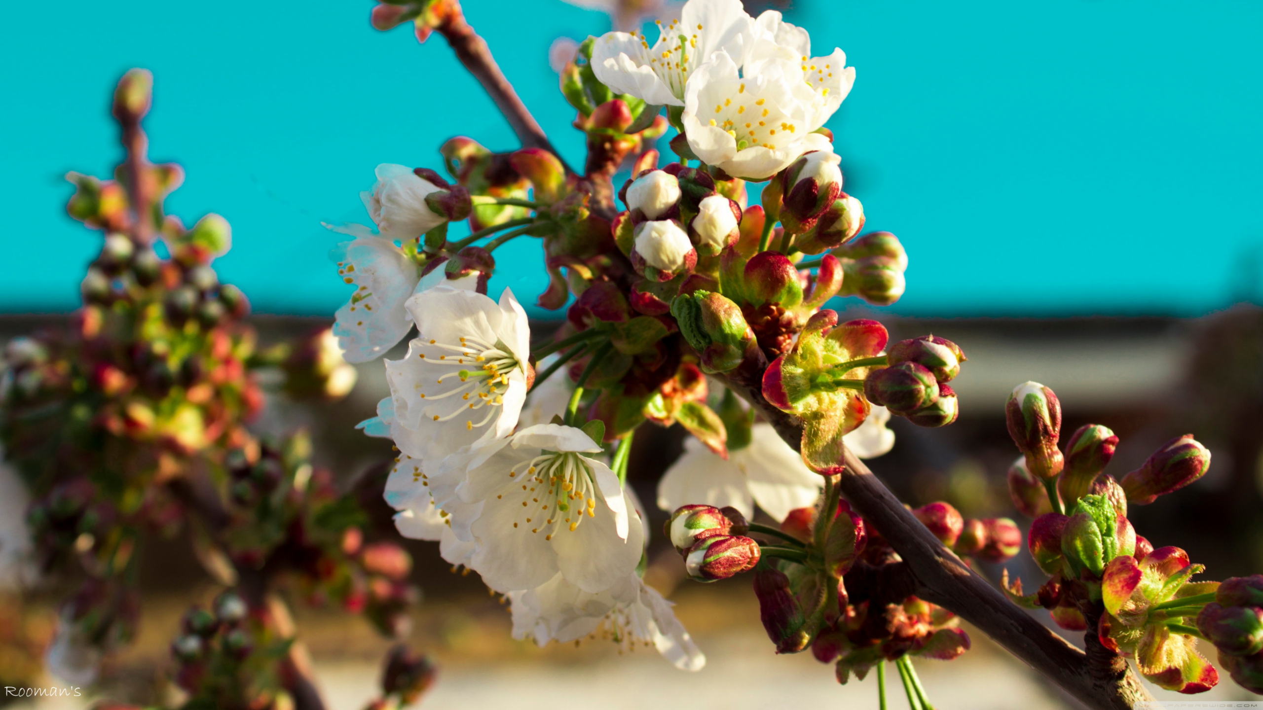 Apple_Blossom