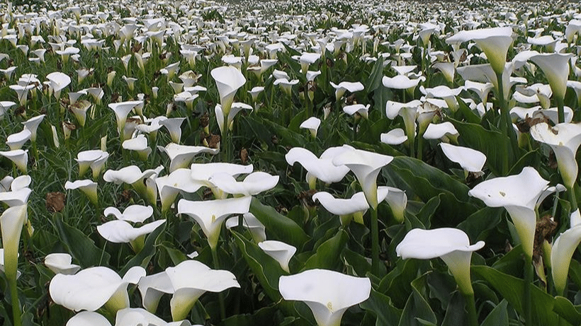 Arum_Lily