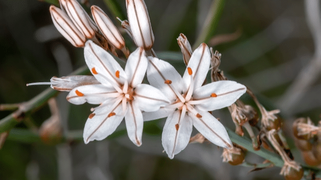 Asphodel