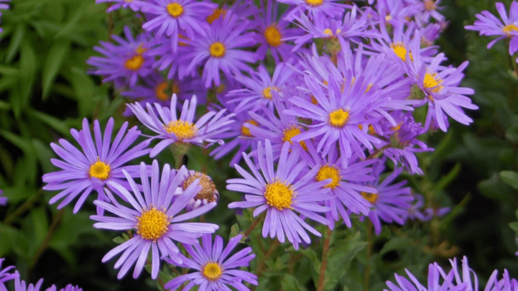 Aster