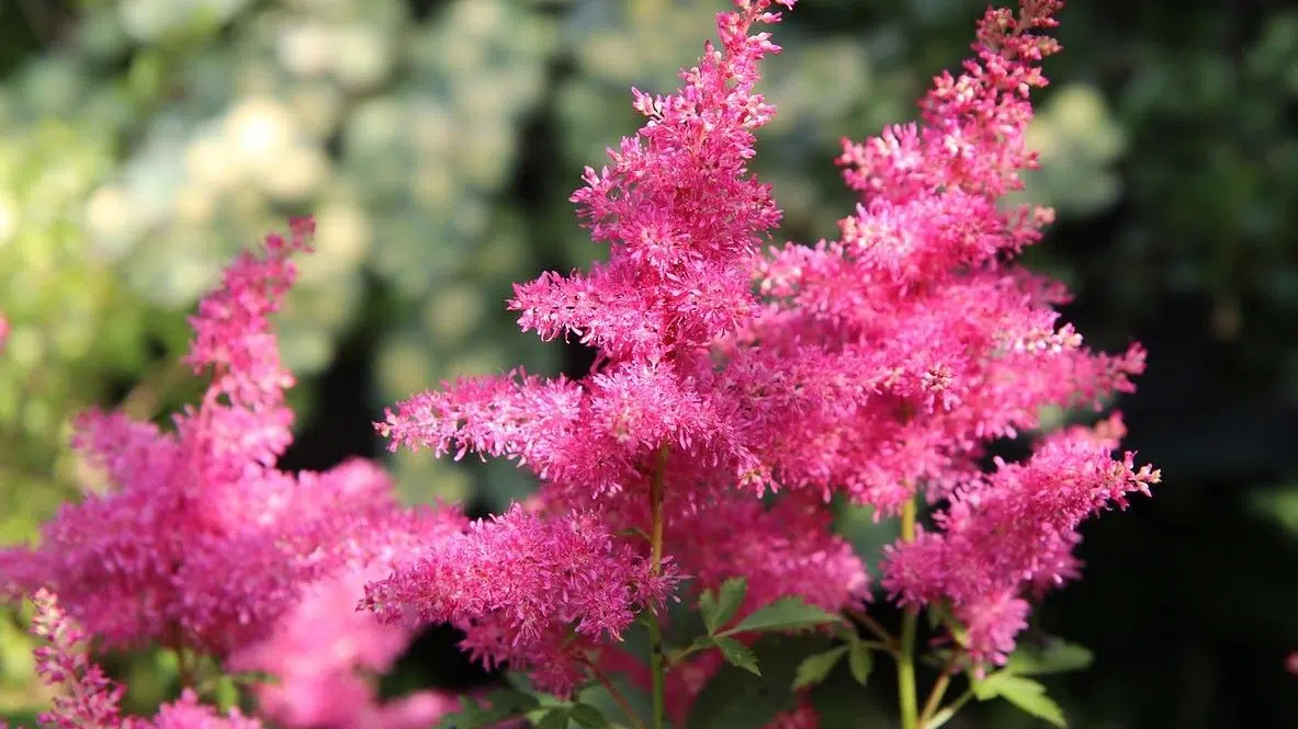 Astilbe
