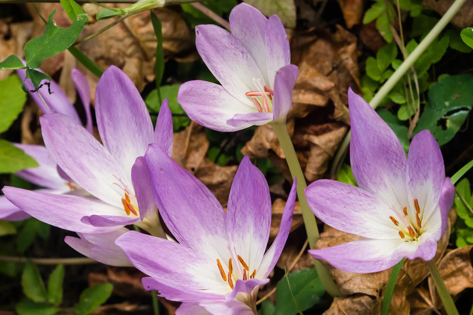 Autumn_Crocus