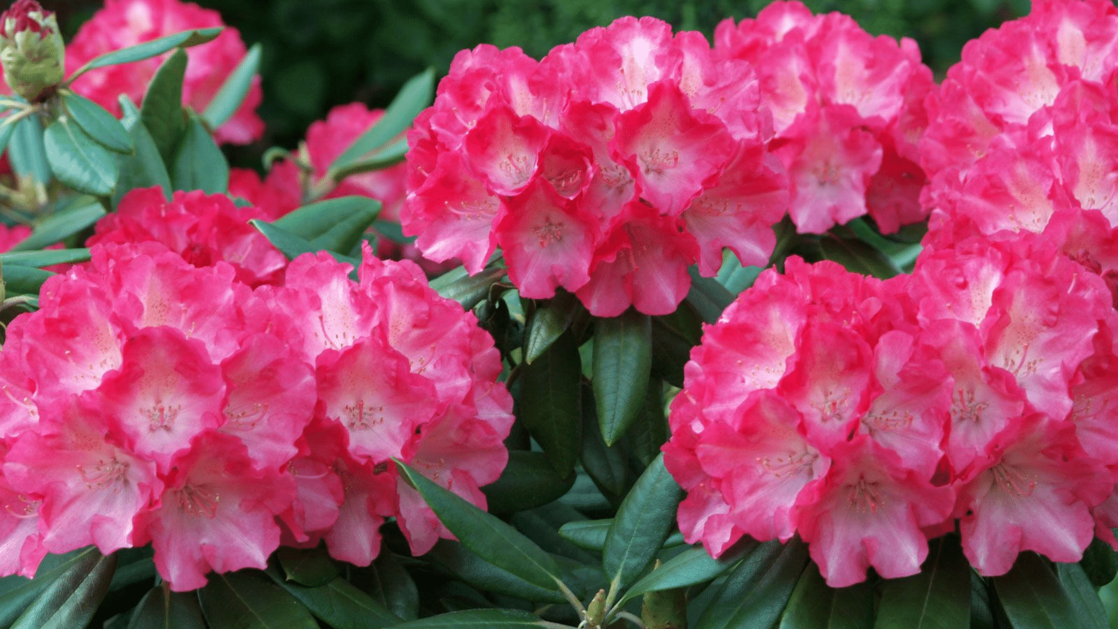Azalea