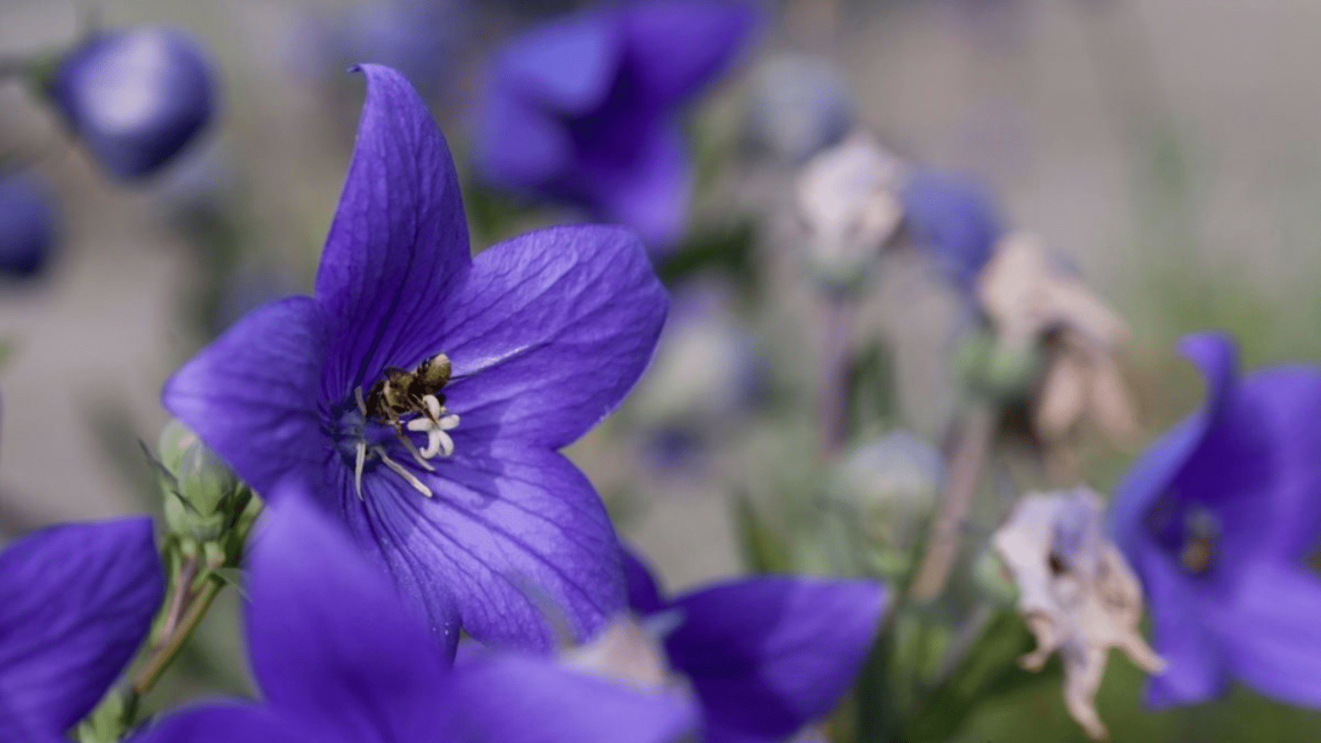 Balloon_Flower