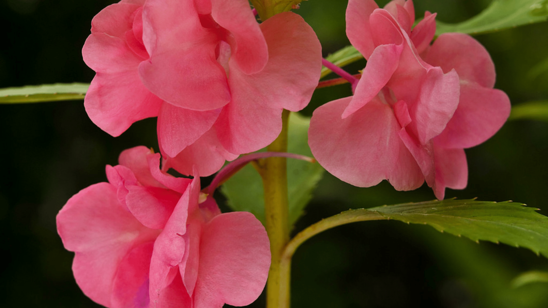 Balsam
