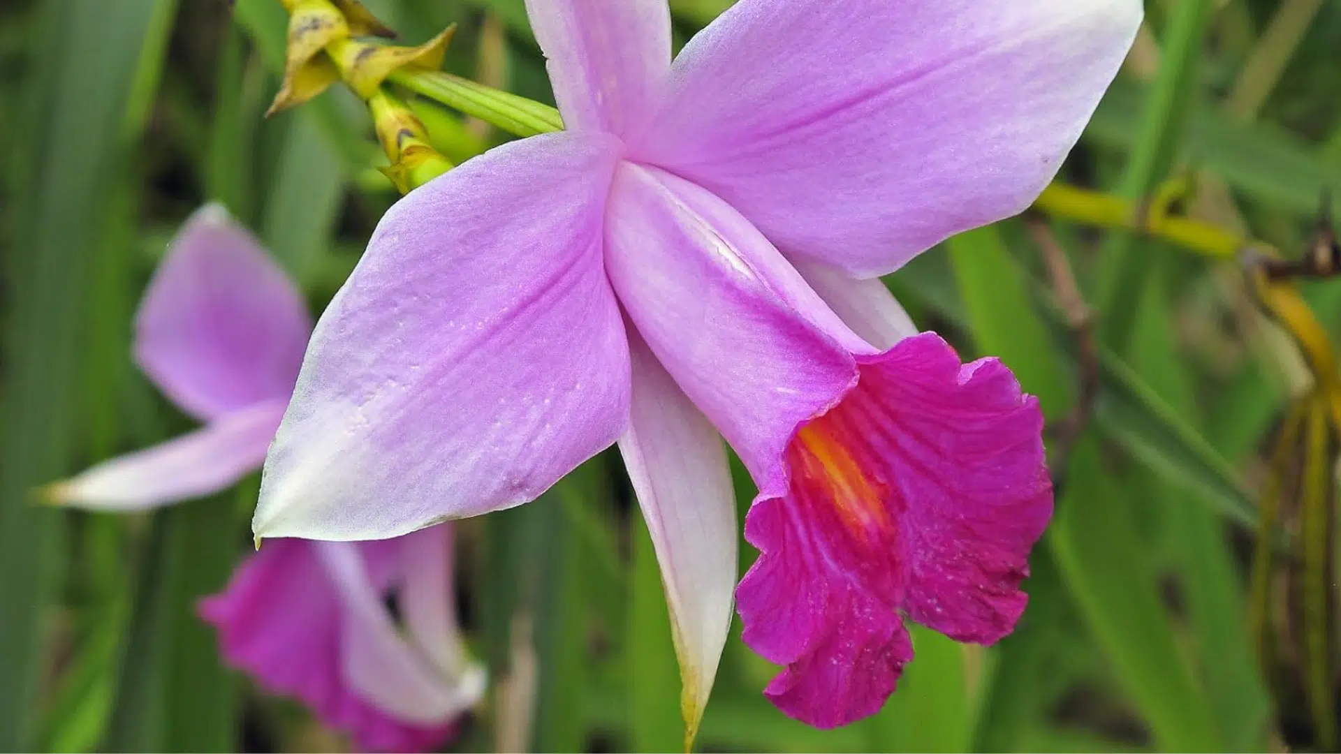Bamboo_Orchid