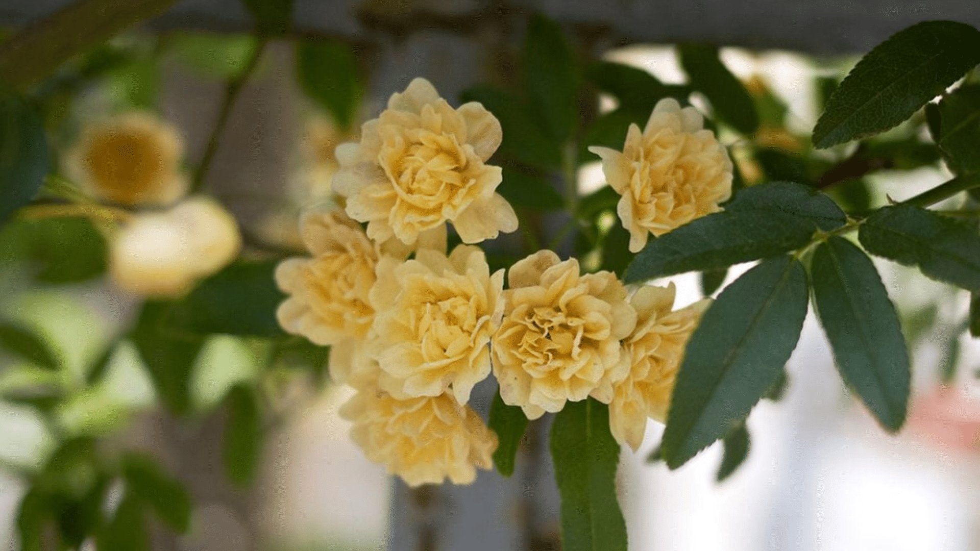 Banks_Rose