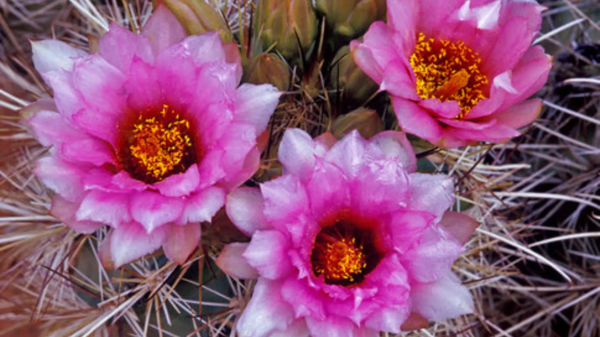 Barrel_Cactus_Flower