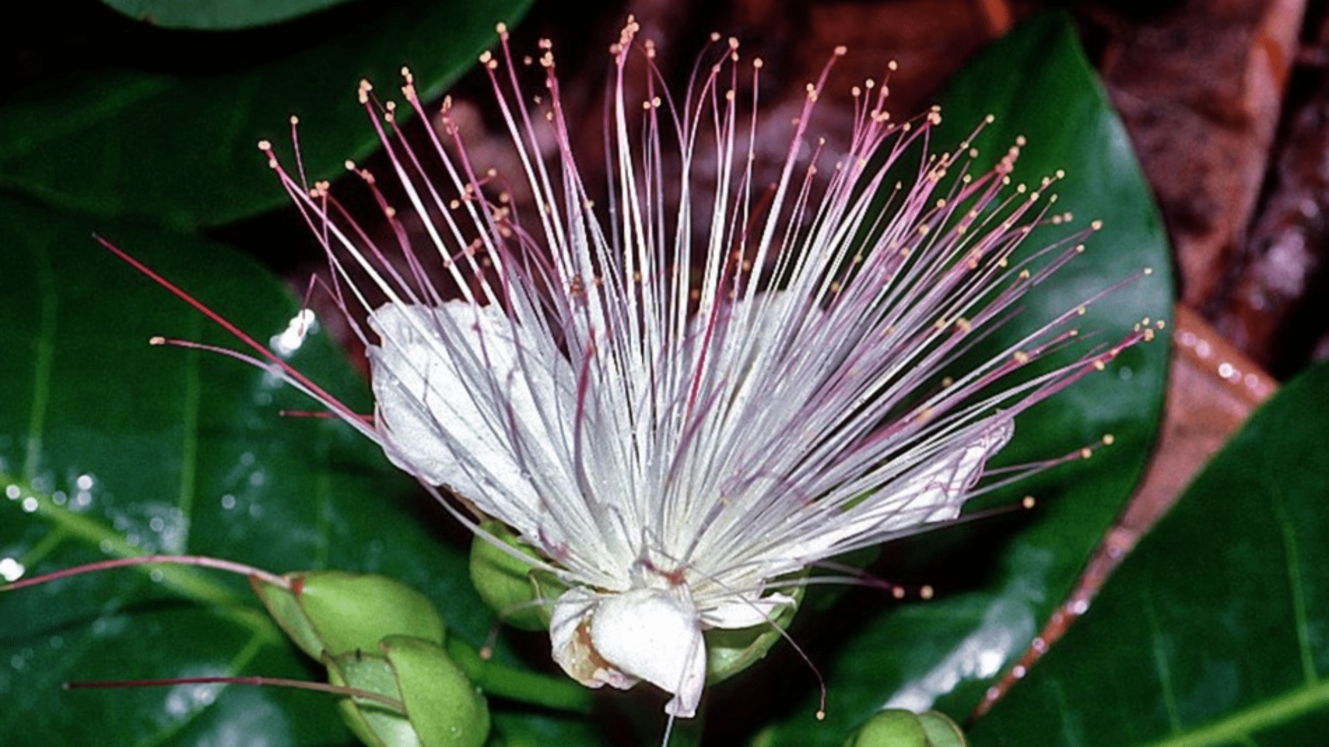 Barringtonia