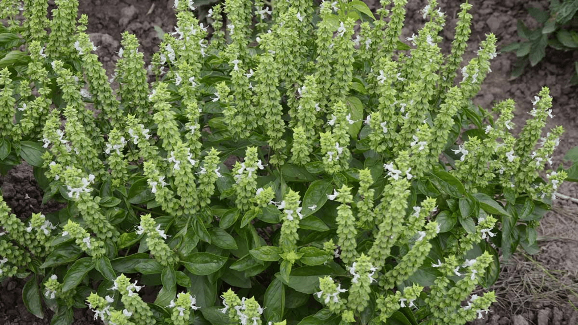 Basil