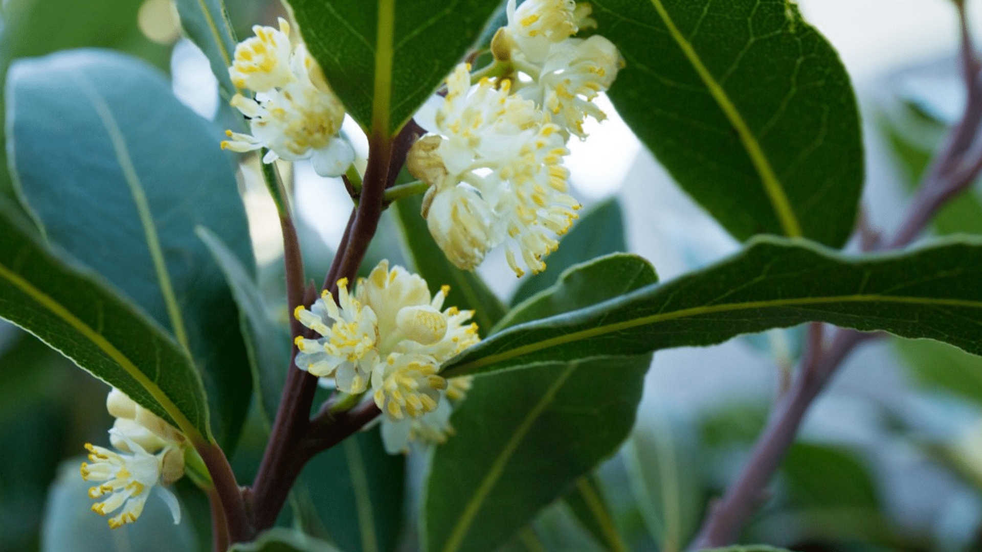 Bay_Laurel