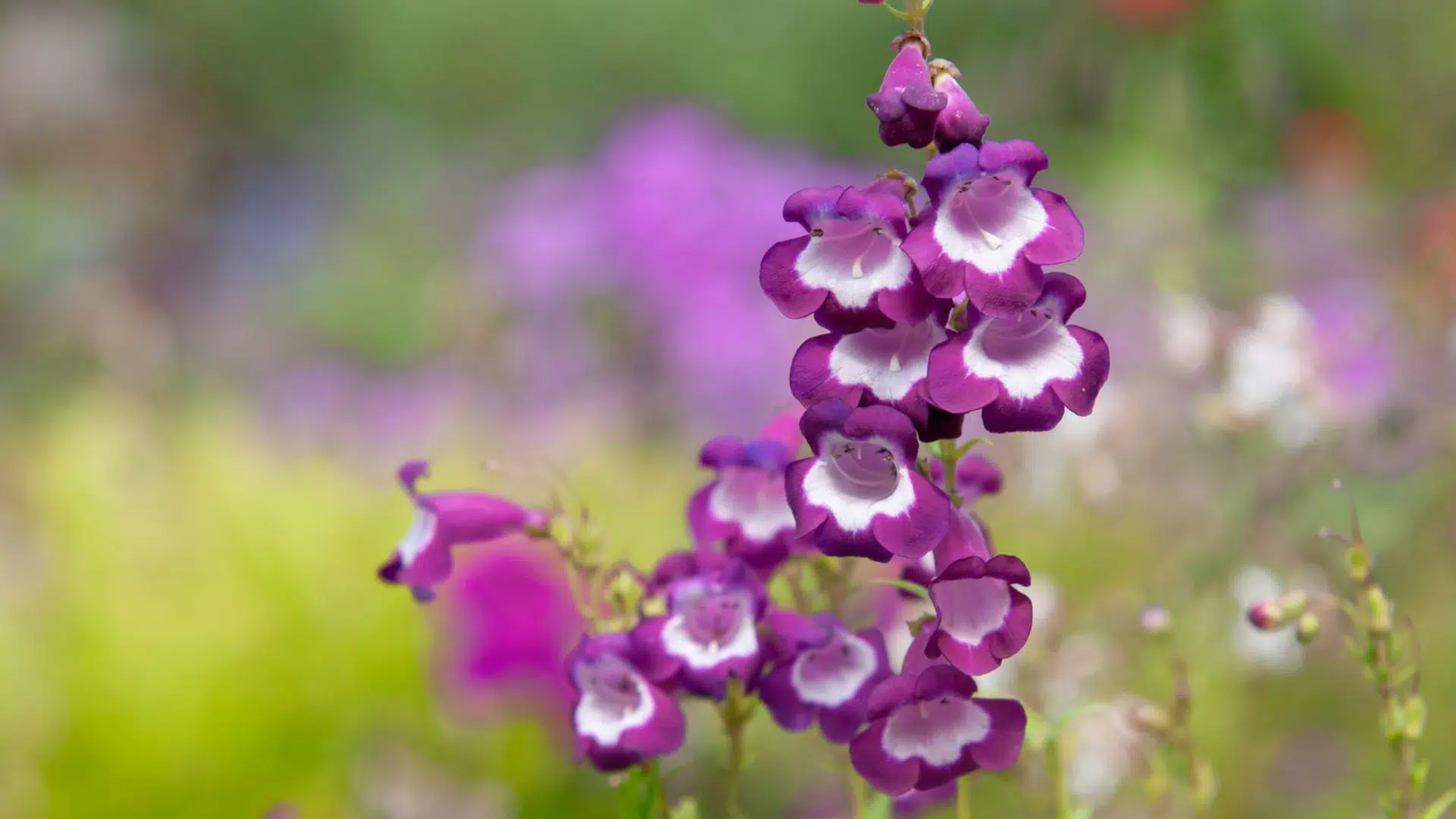 Beardtongue