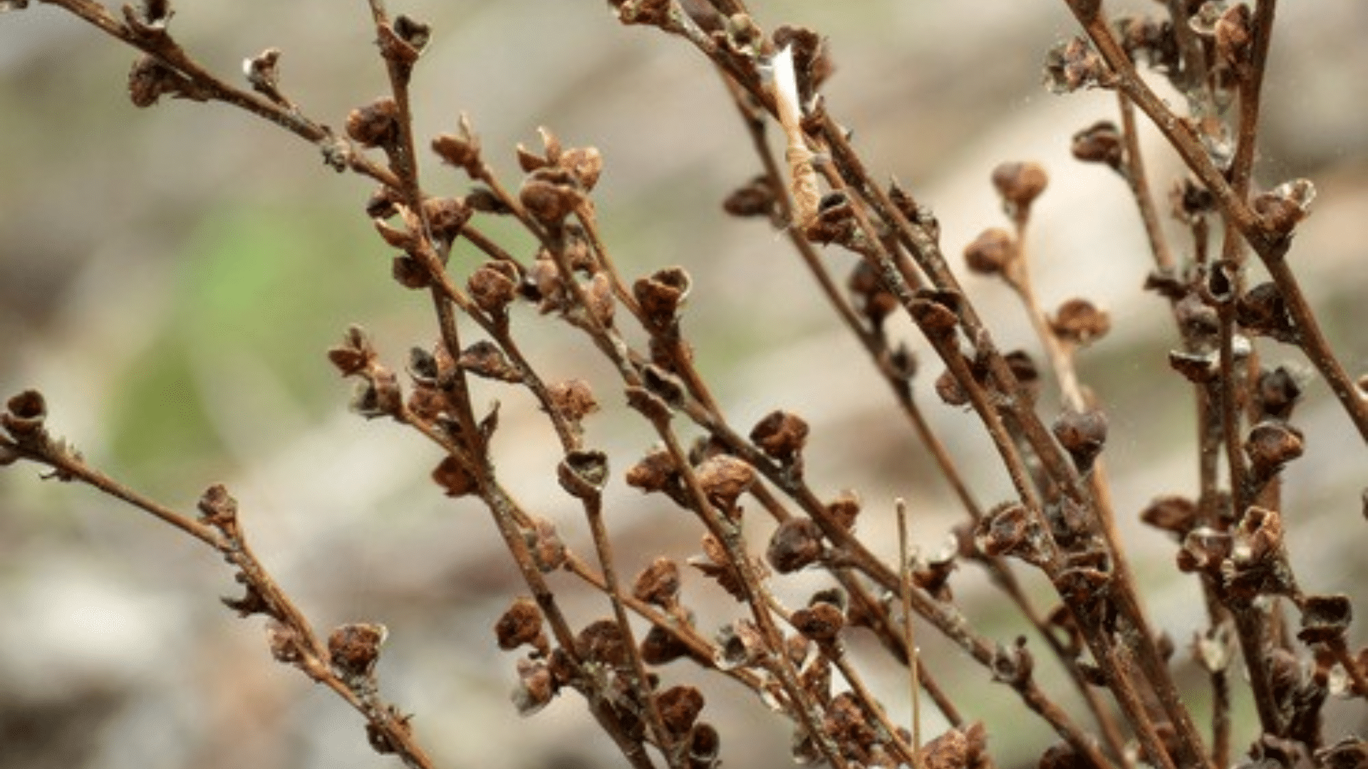 Beech_Drops