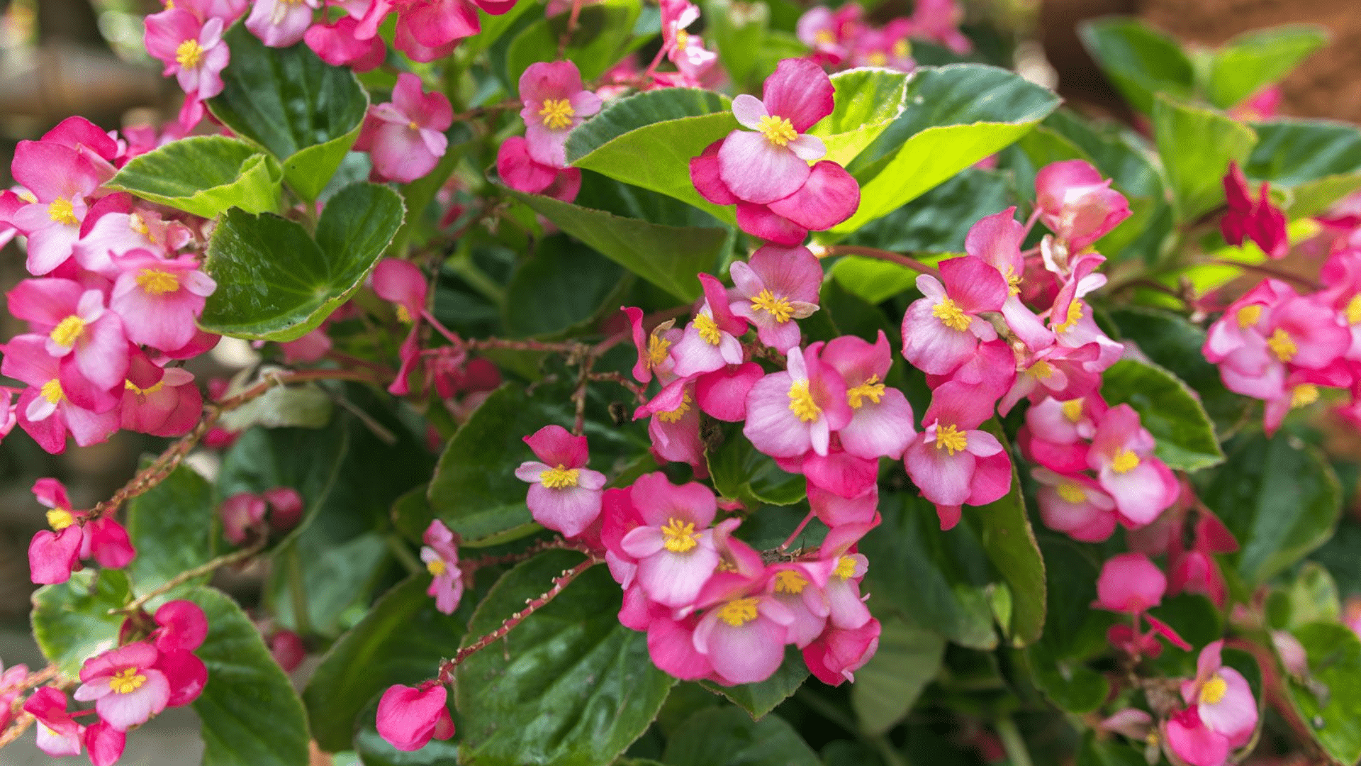 Begonia