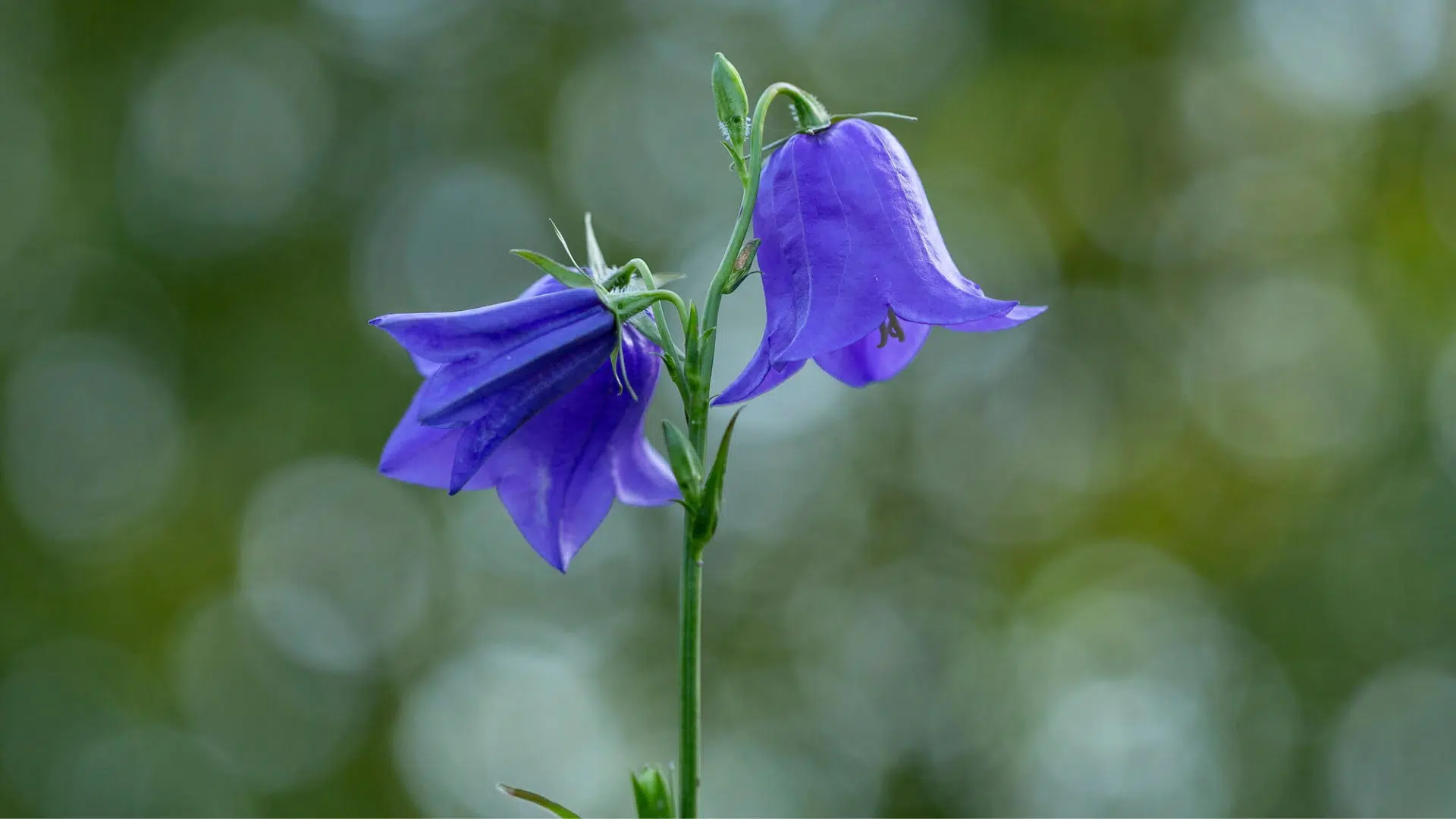 Bellflower