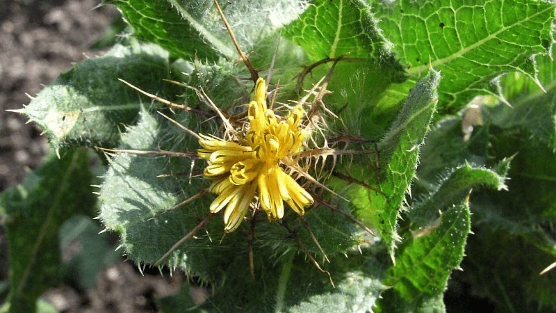 Benedictine_Flower