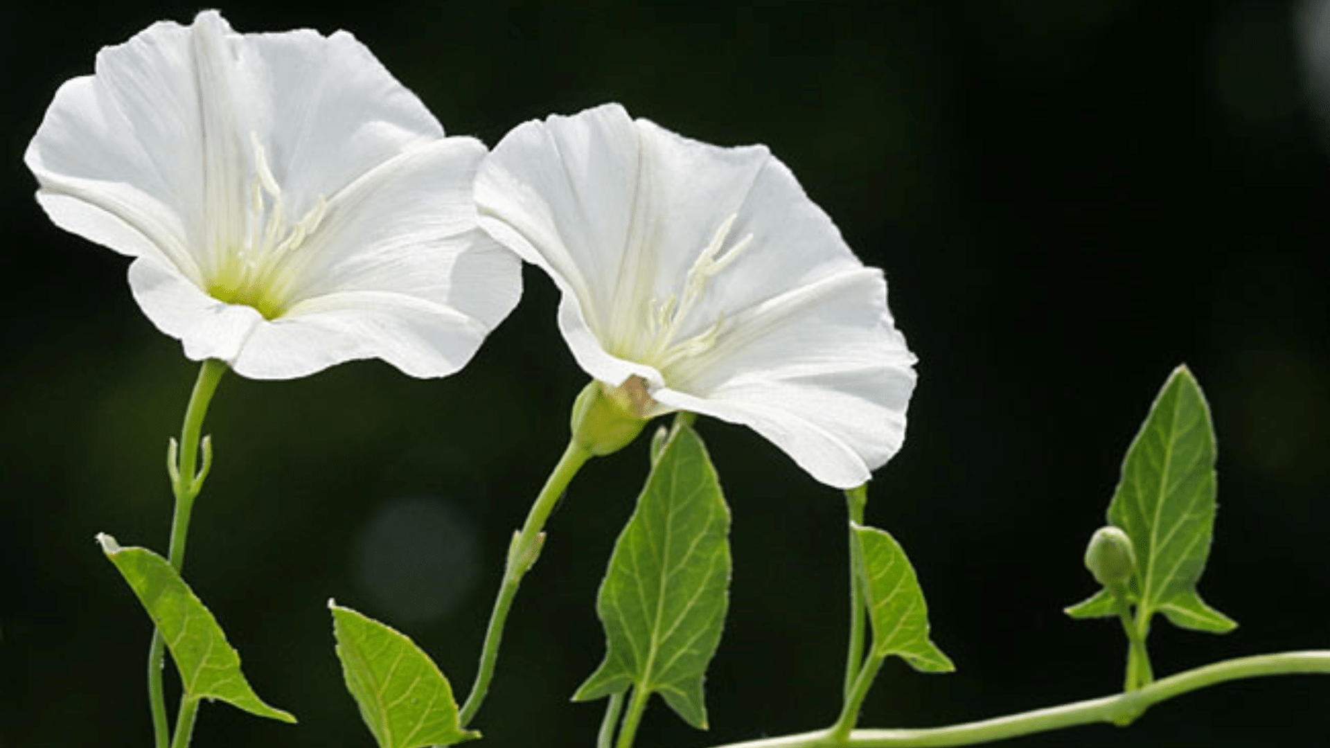 Bindweed