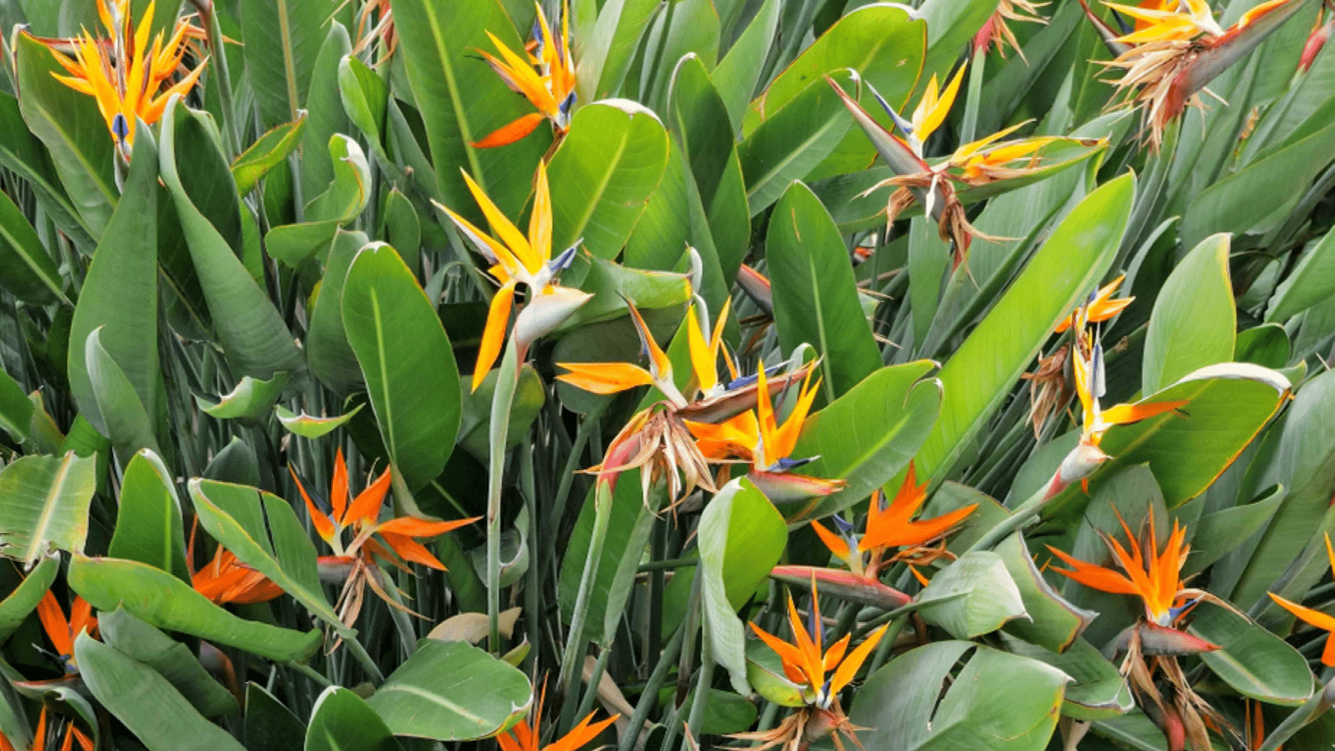 Bird_of_Paradise