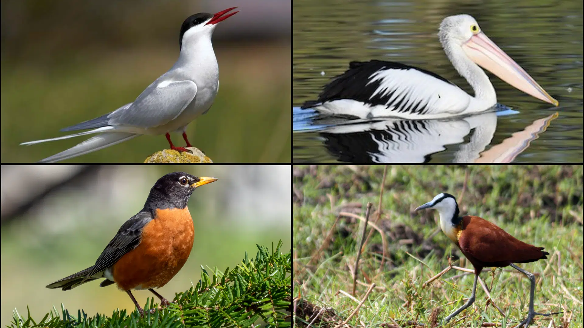 Birds_That_Start_with_A