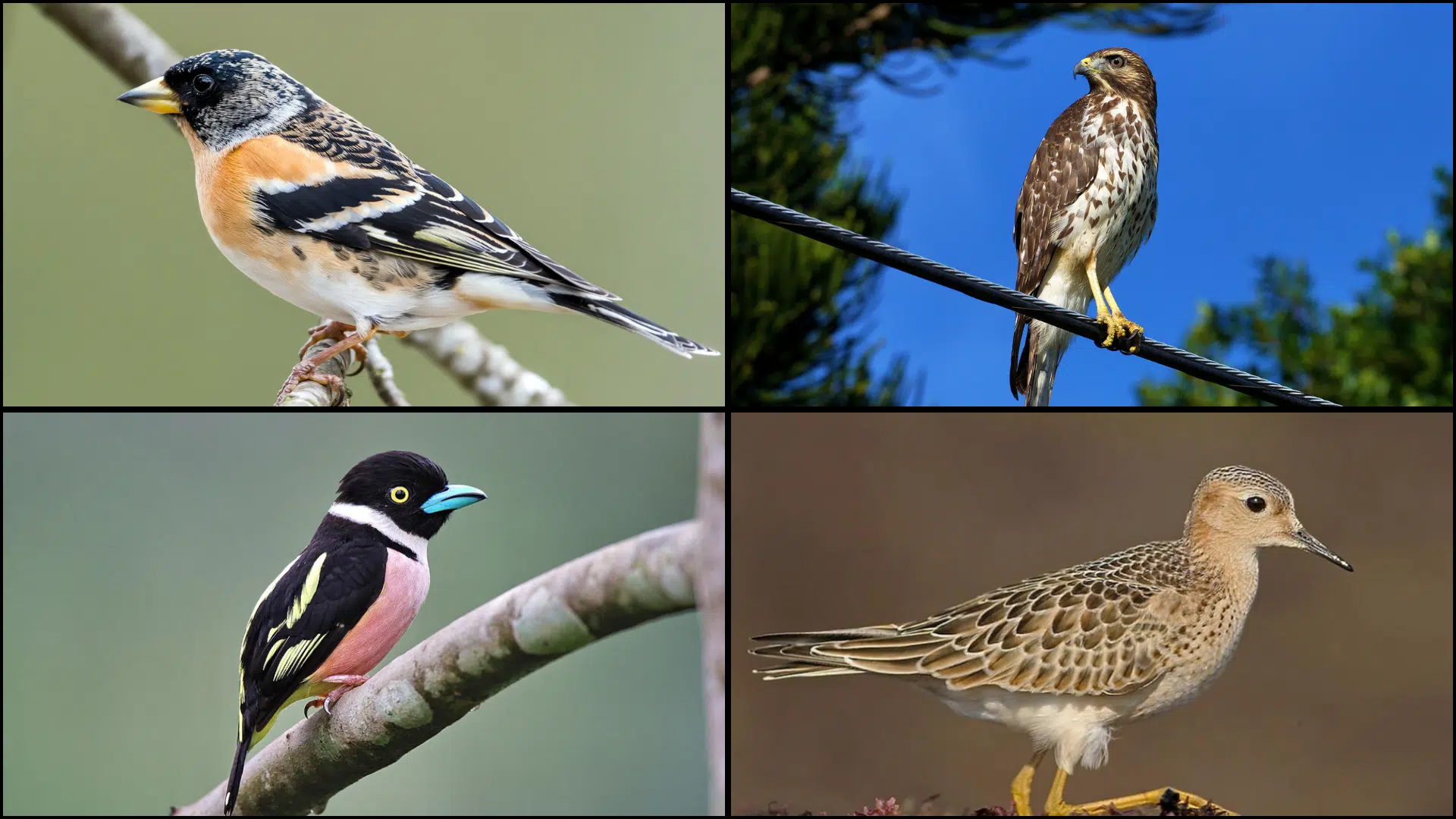 Birds_That_Start_with_B