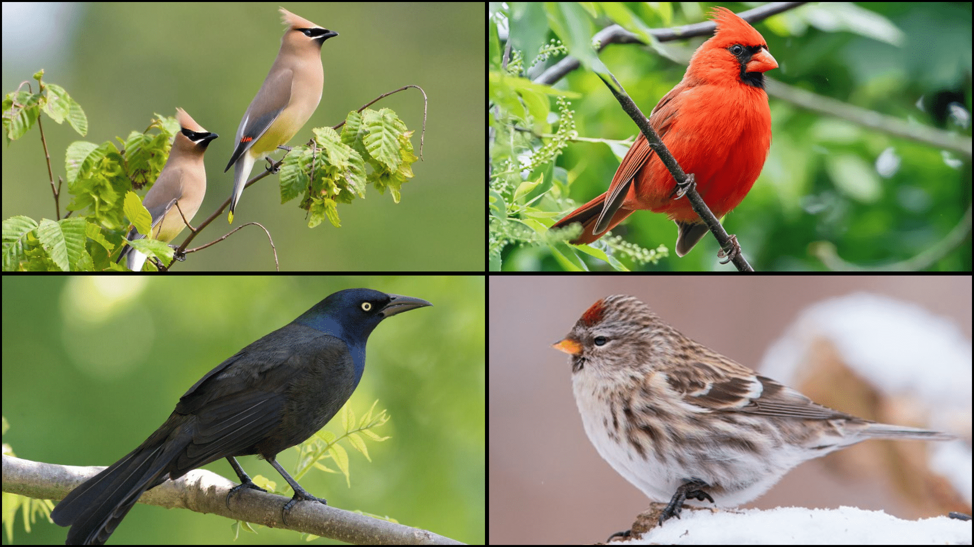 Birds_That_Start_with_C