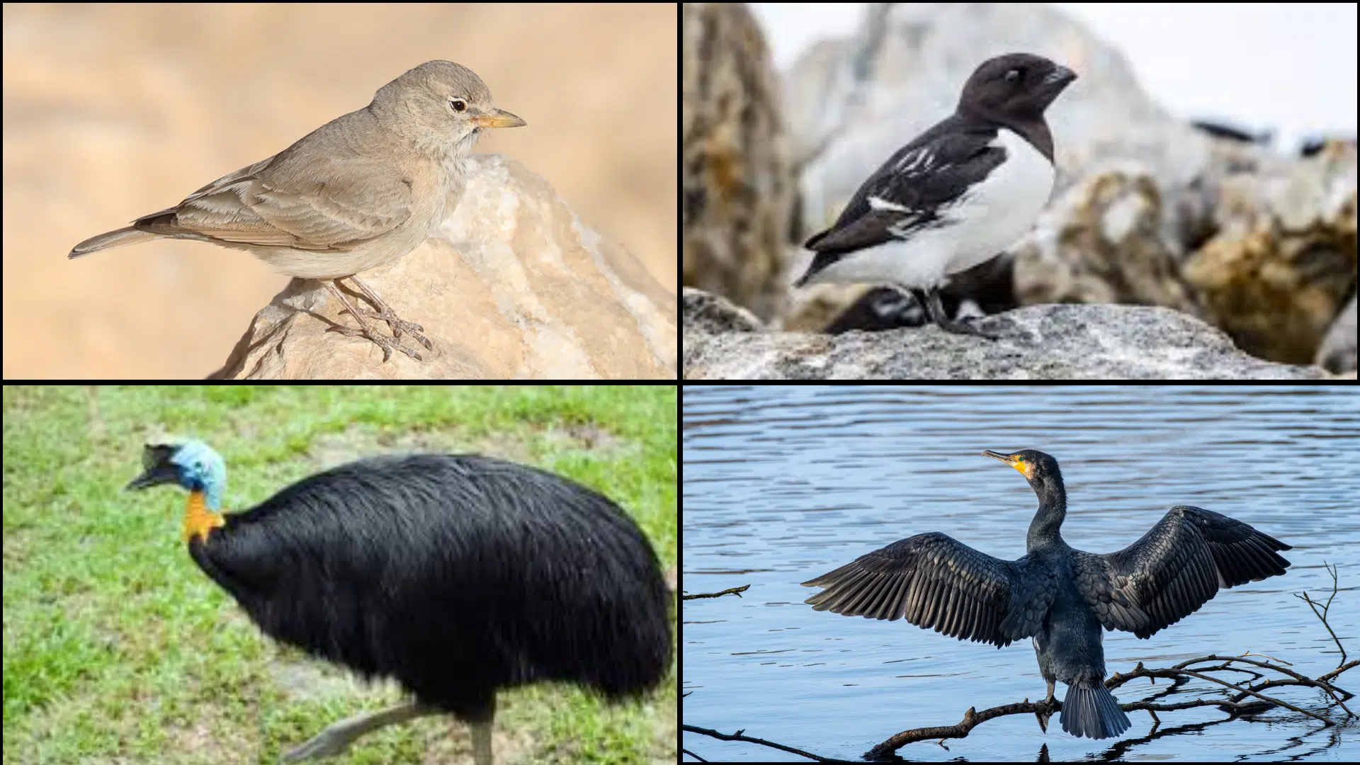 Birds_That_Start_with_D