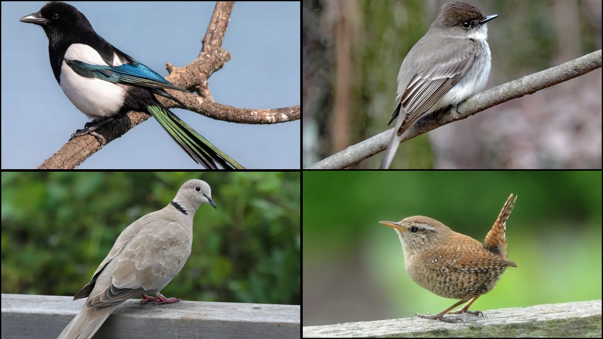 Birds_That_Start_with_E