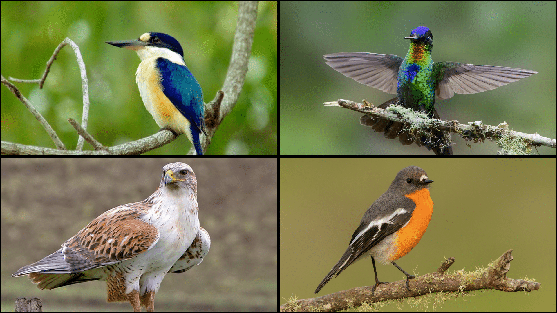 Birds_That_Start_with_F