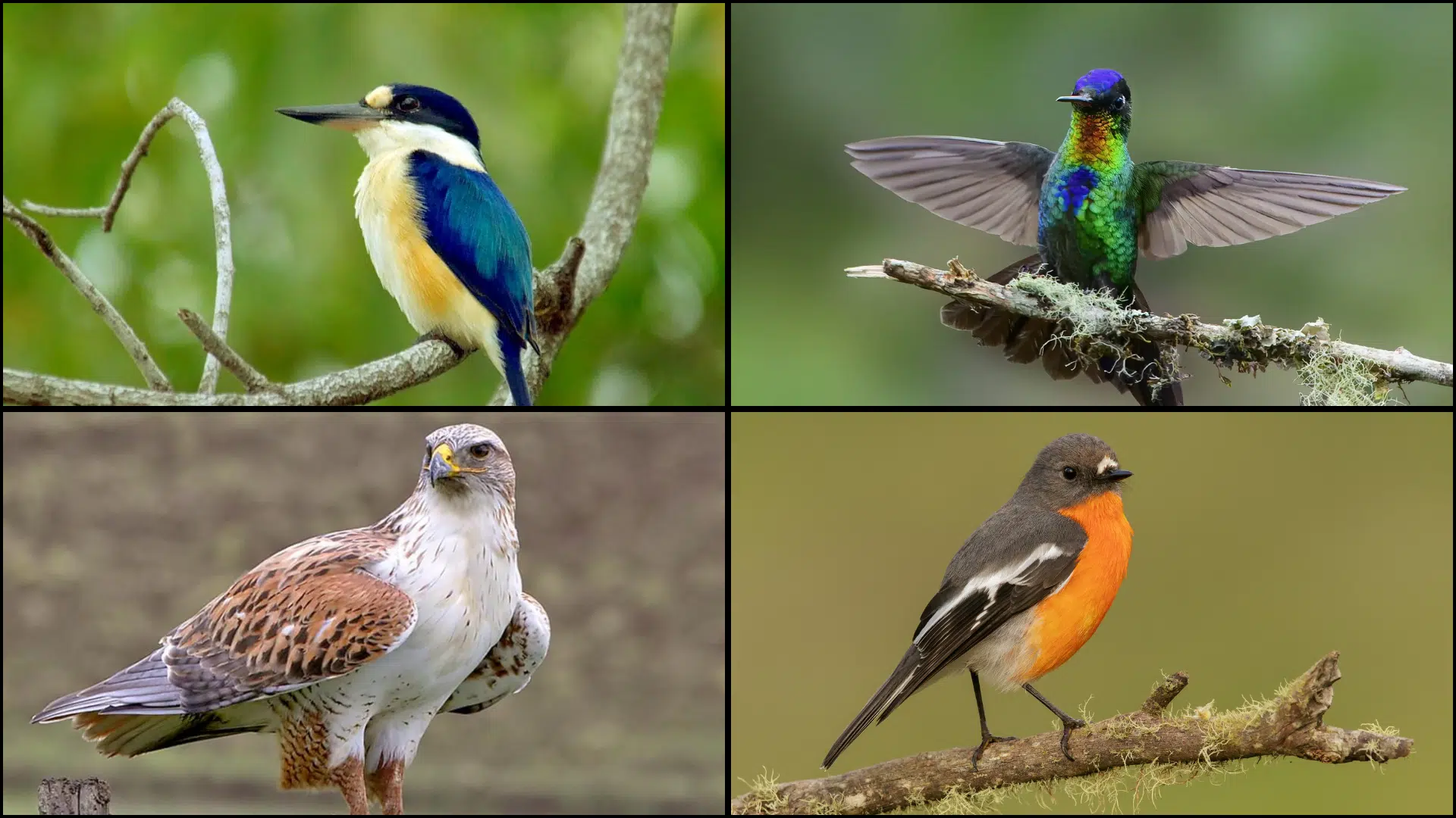 Birds_That_Start_with_F