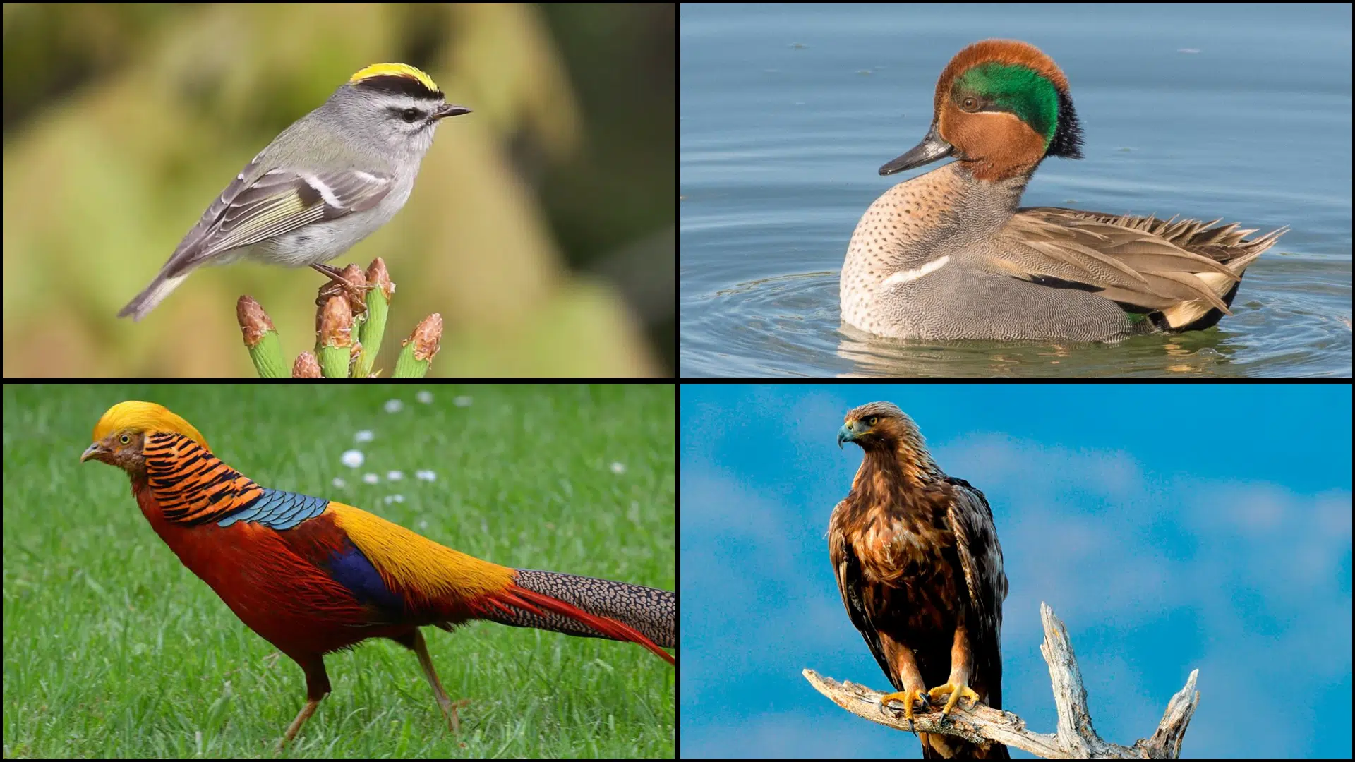 Birds_That_Start_with_G