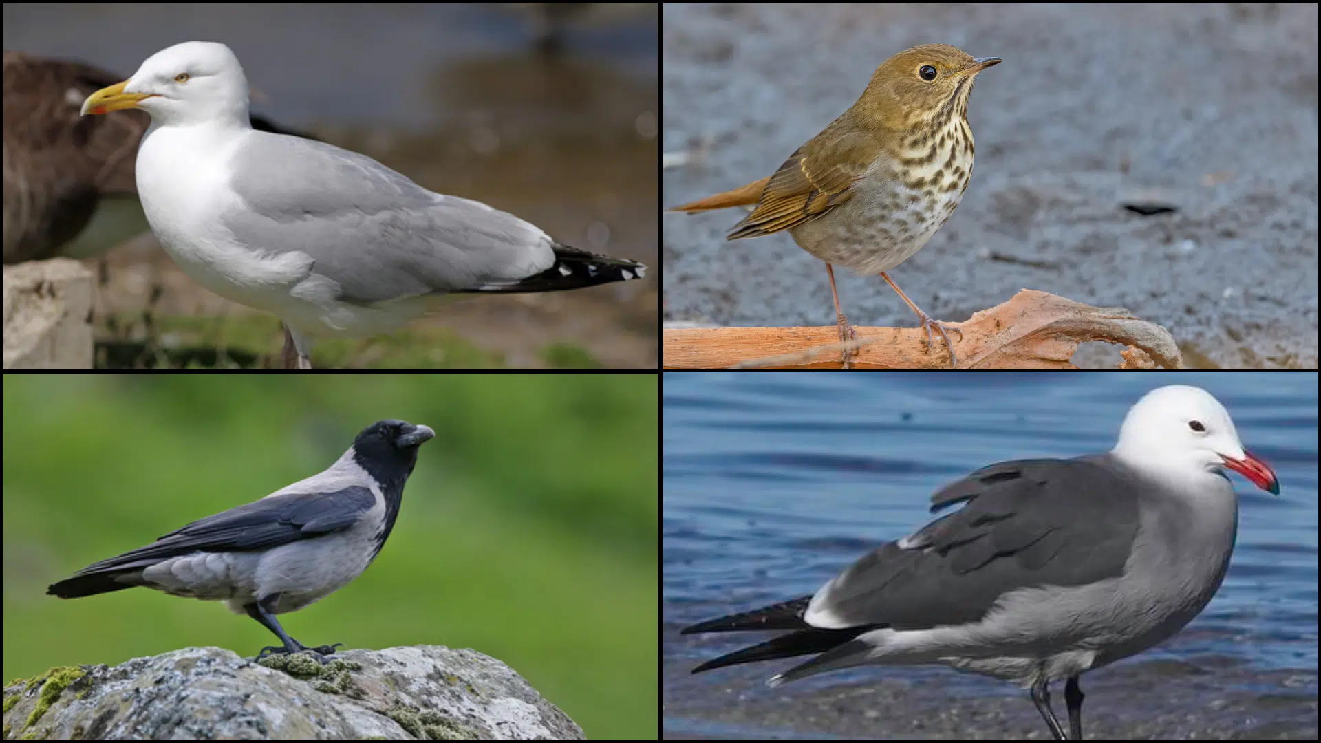 Birds_That_Start_with_H