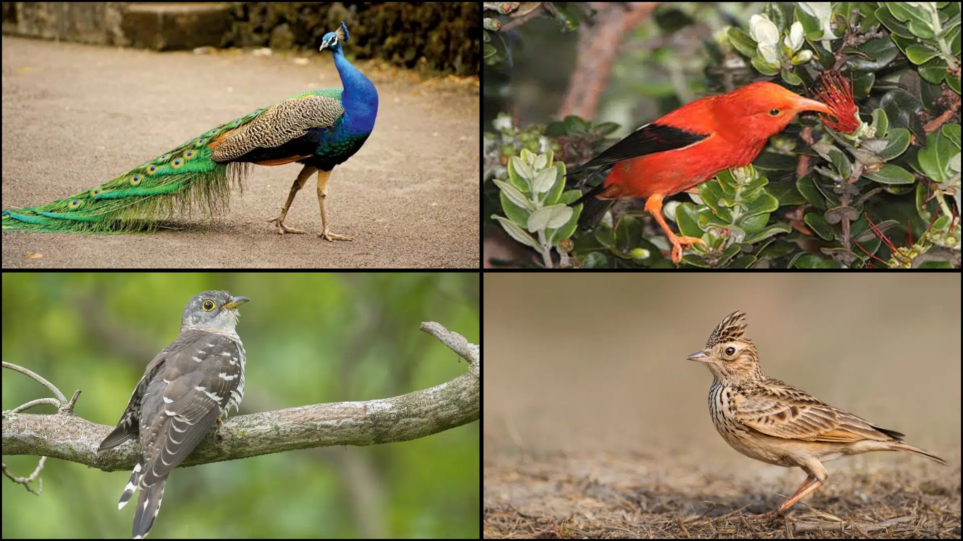 Birds_That_Start_with_I