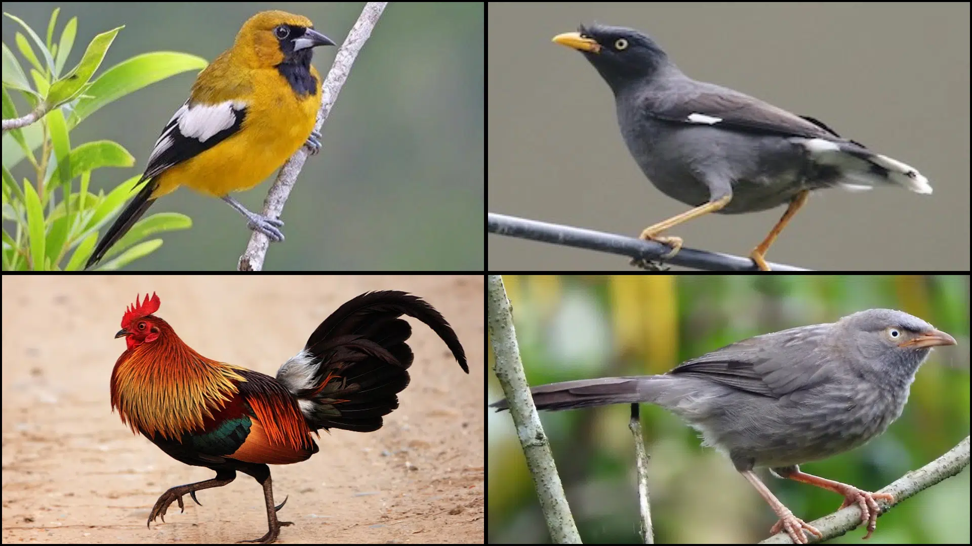 Birds_That_Start_with_J