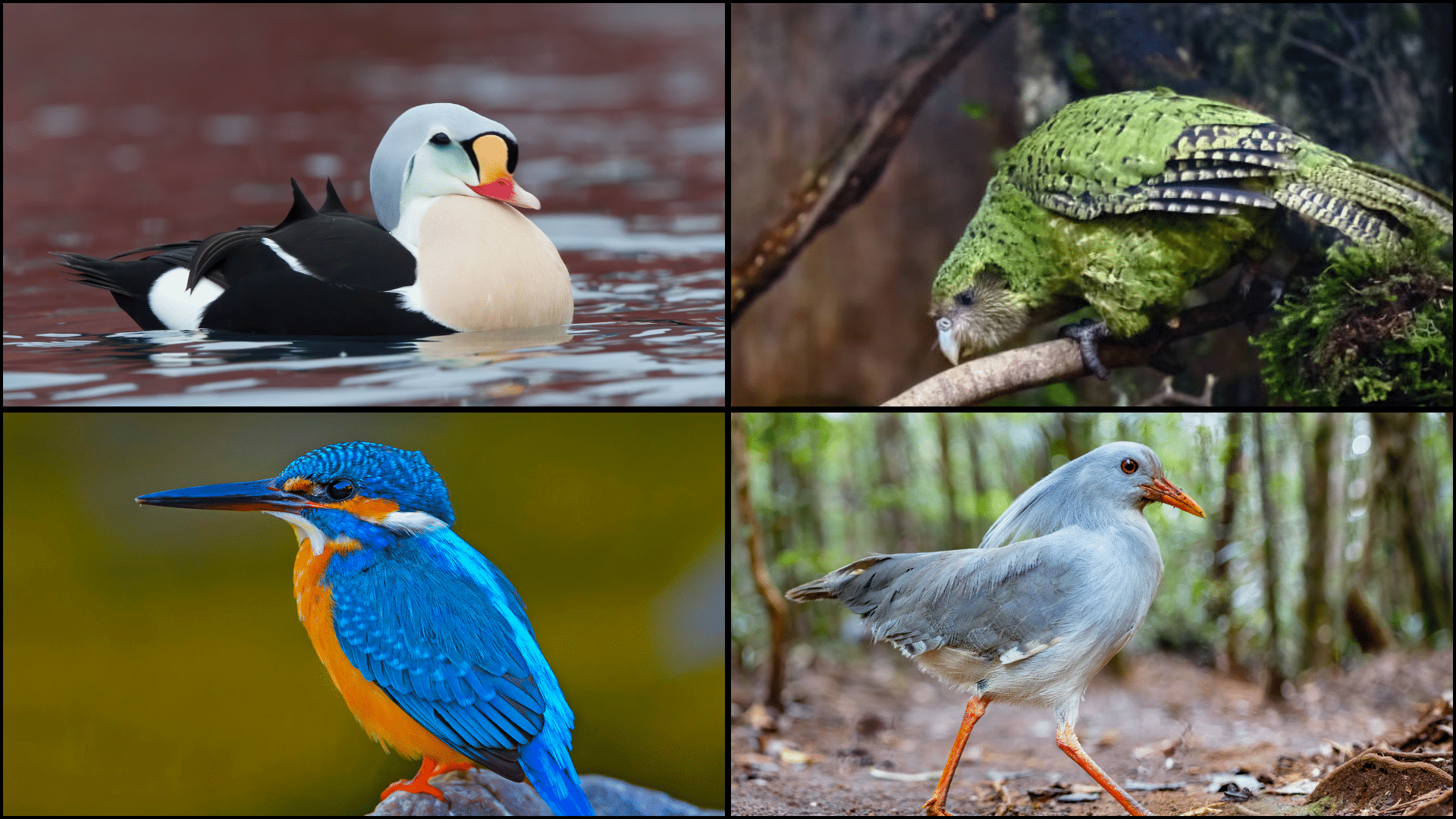 Birds_That_Start_with_K