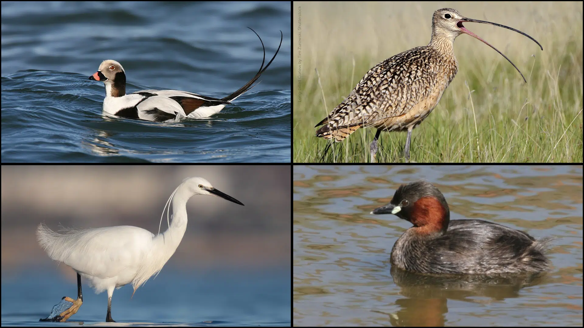 Birds_That_Start_with_L