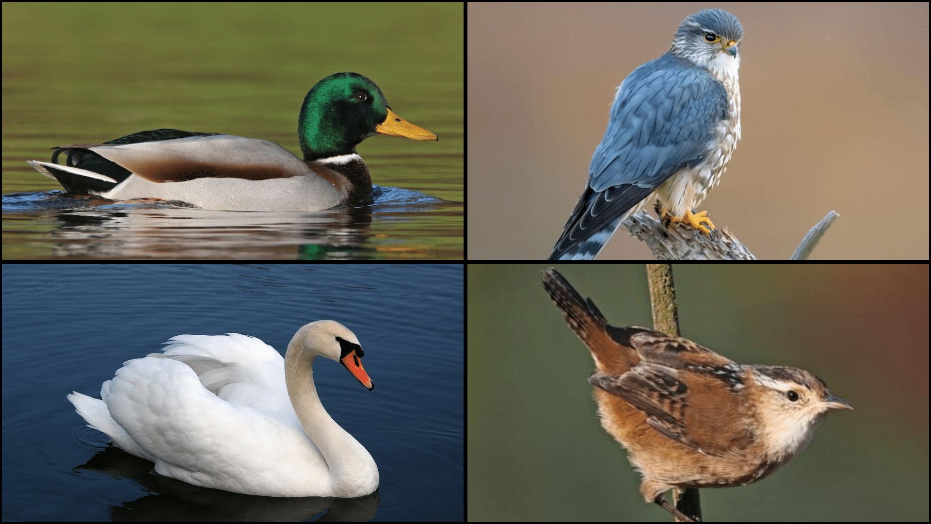 Birds_That_Start_with_M