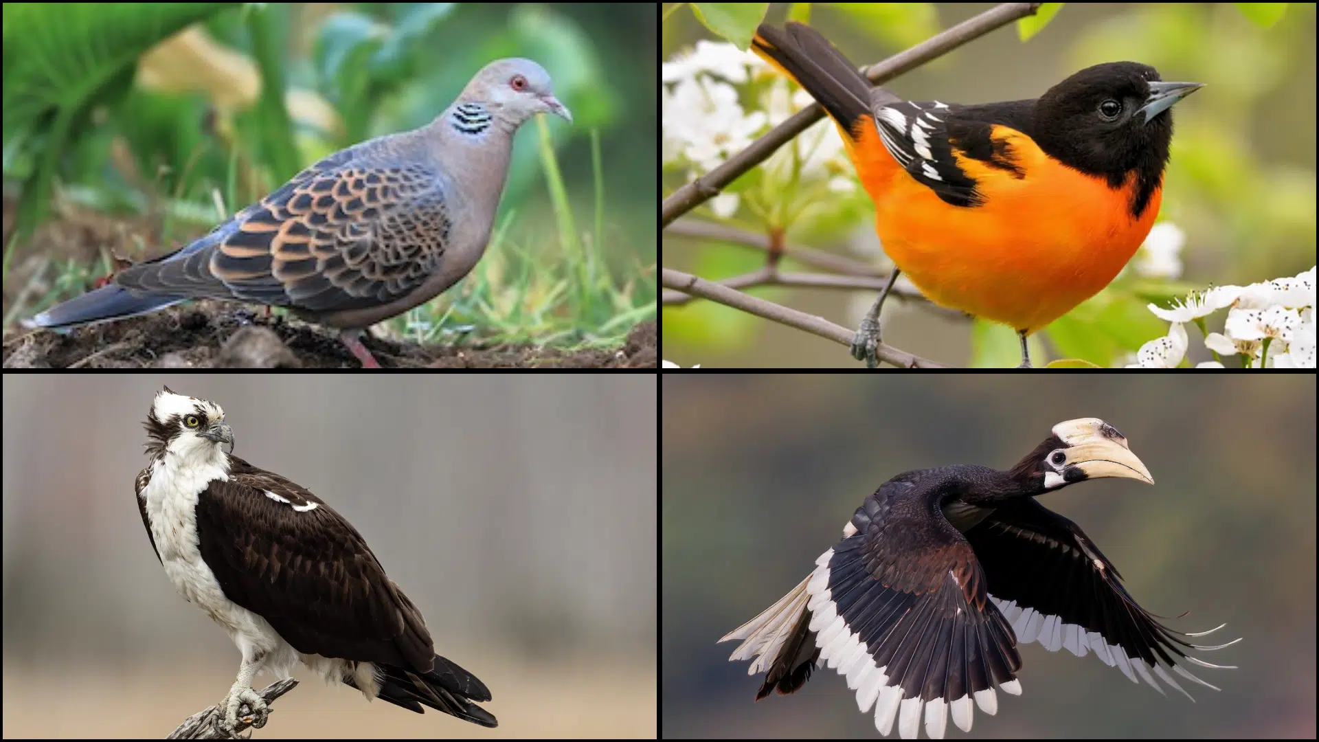 Birds_That_Start_with_O