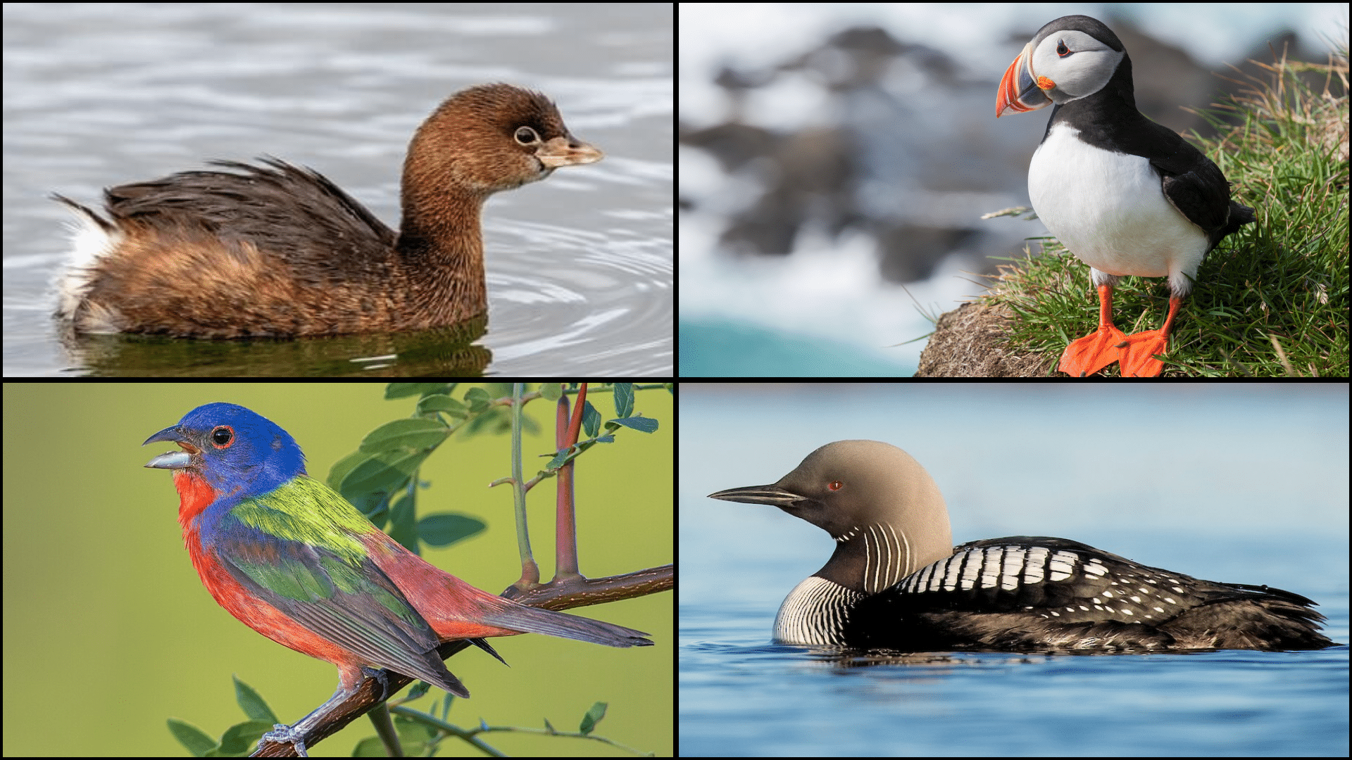 Birds_That_Start_with_P