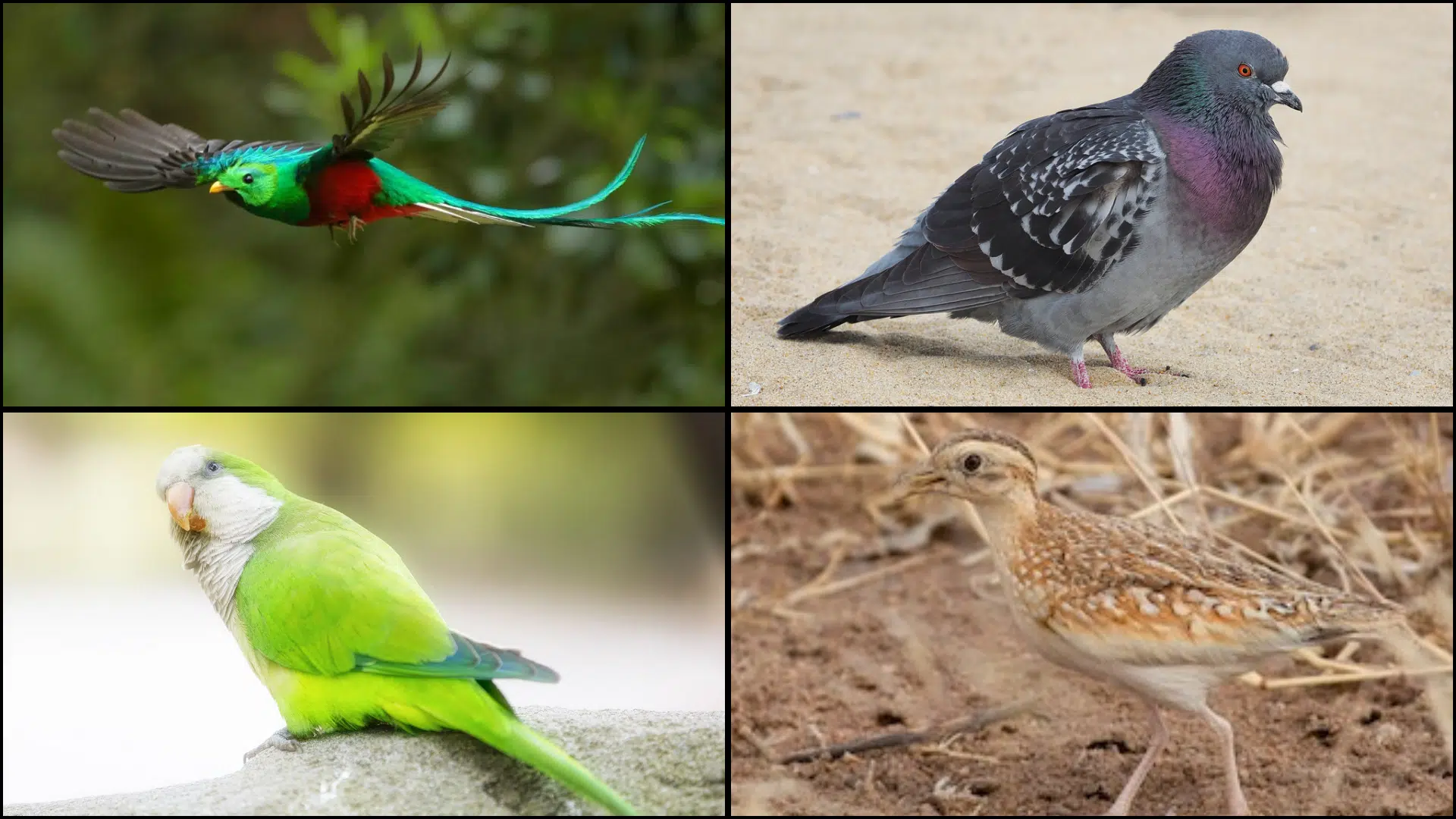 Birds_That_Start_with_Q