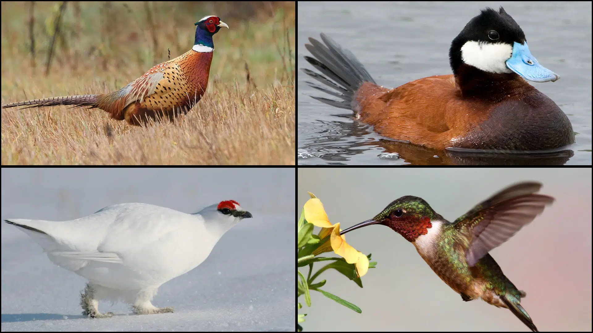 Birds_That_Start_with_R