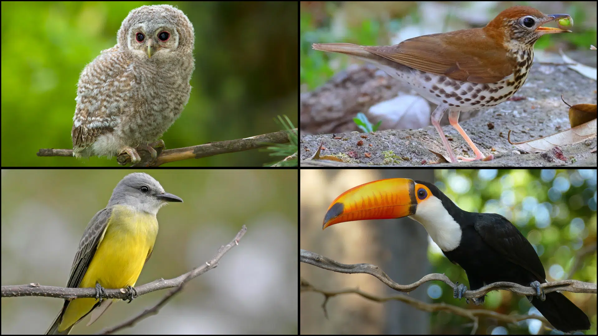 Birds_That_Start_with_T