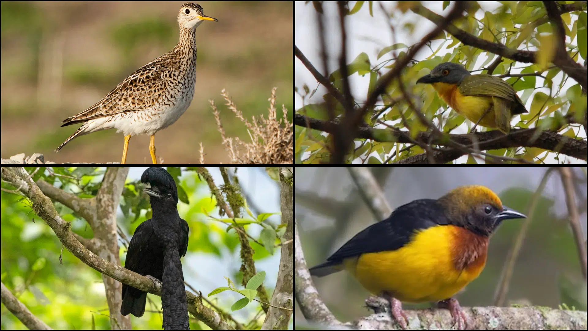 Birds_That_Start_with_U