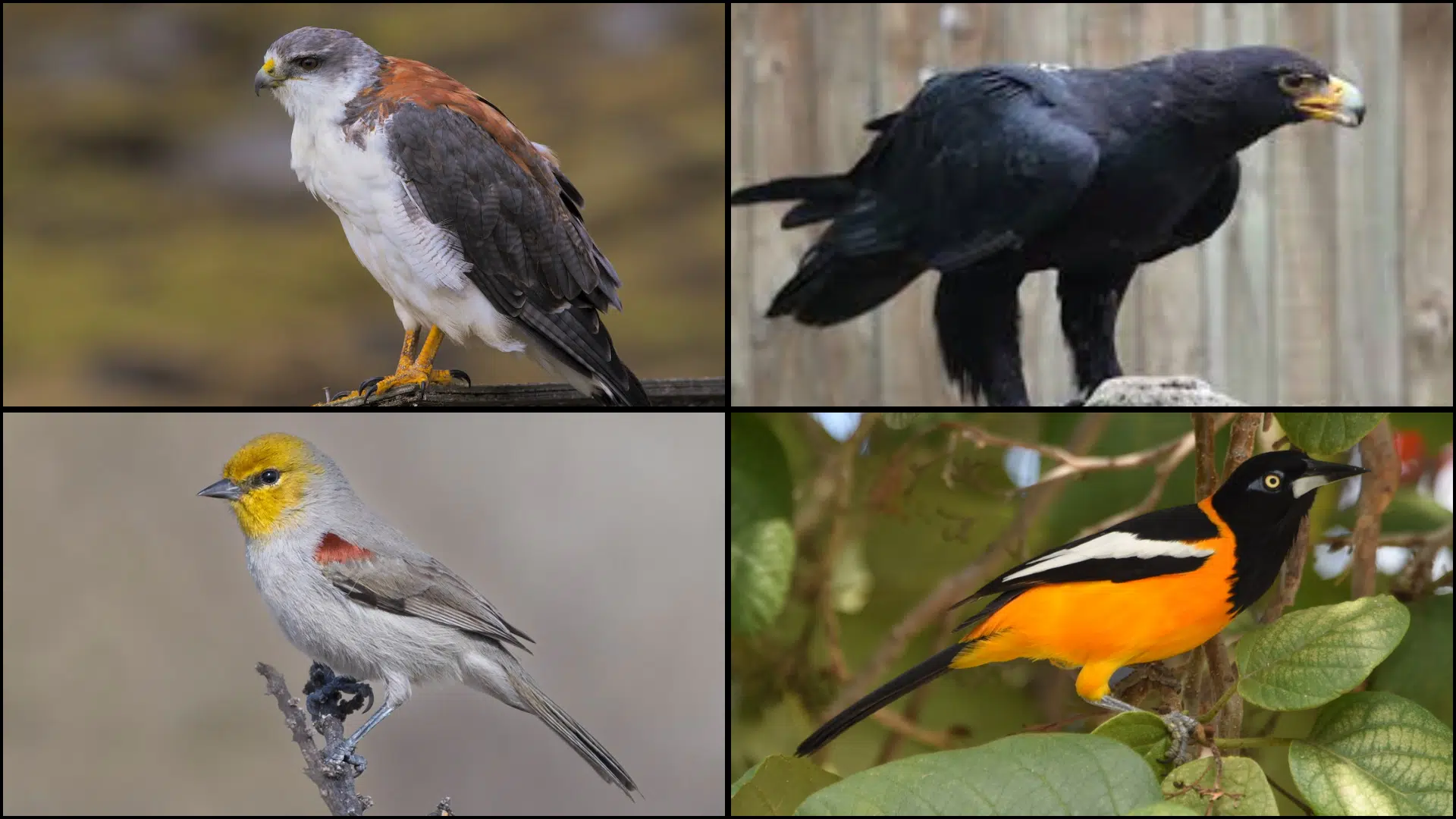 Birds_That_Start_with_V