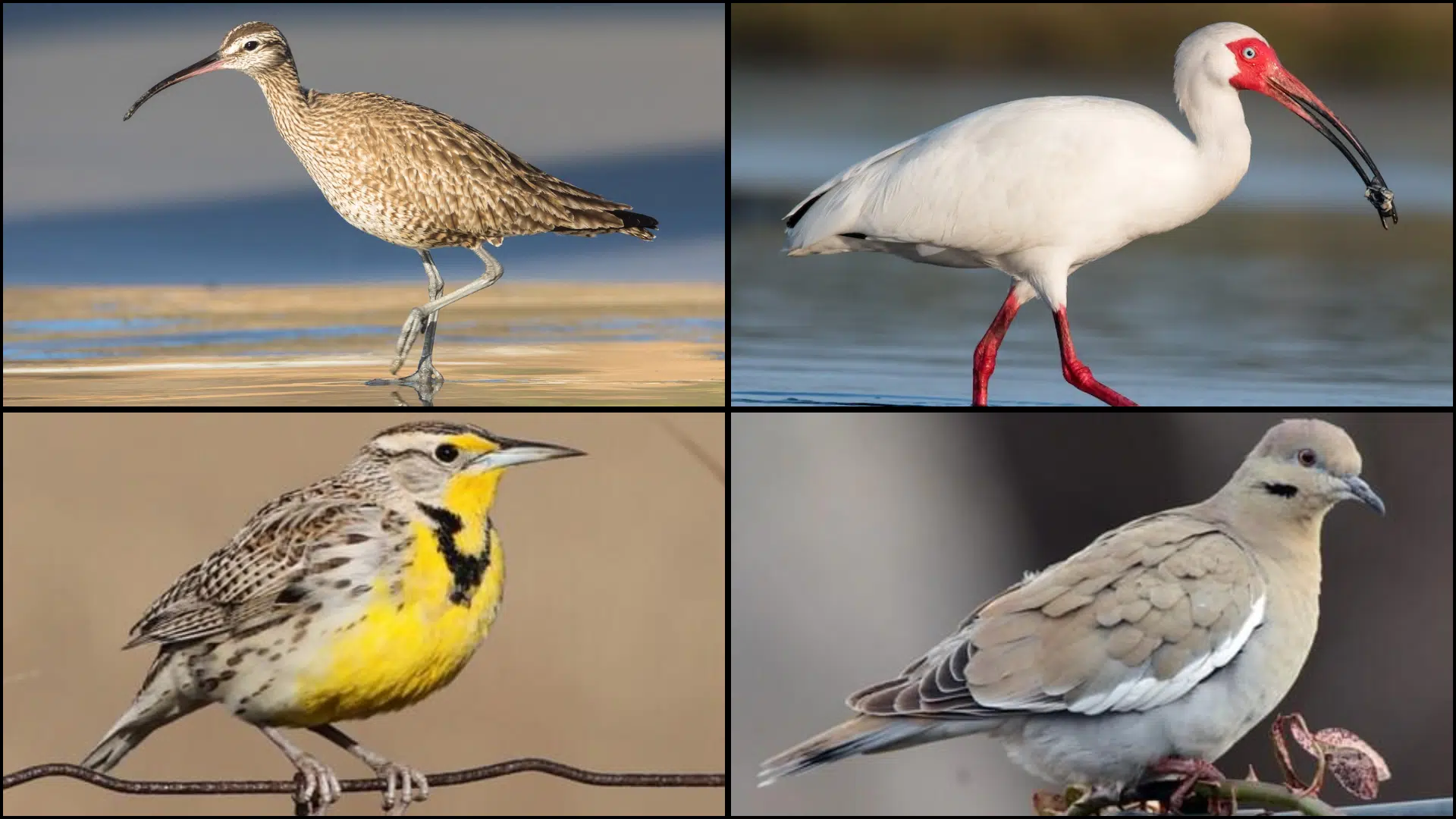 Birds_That_Start_with_W