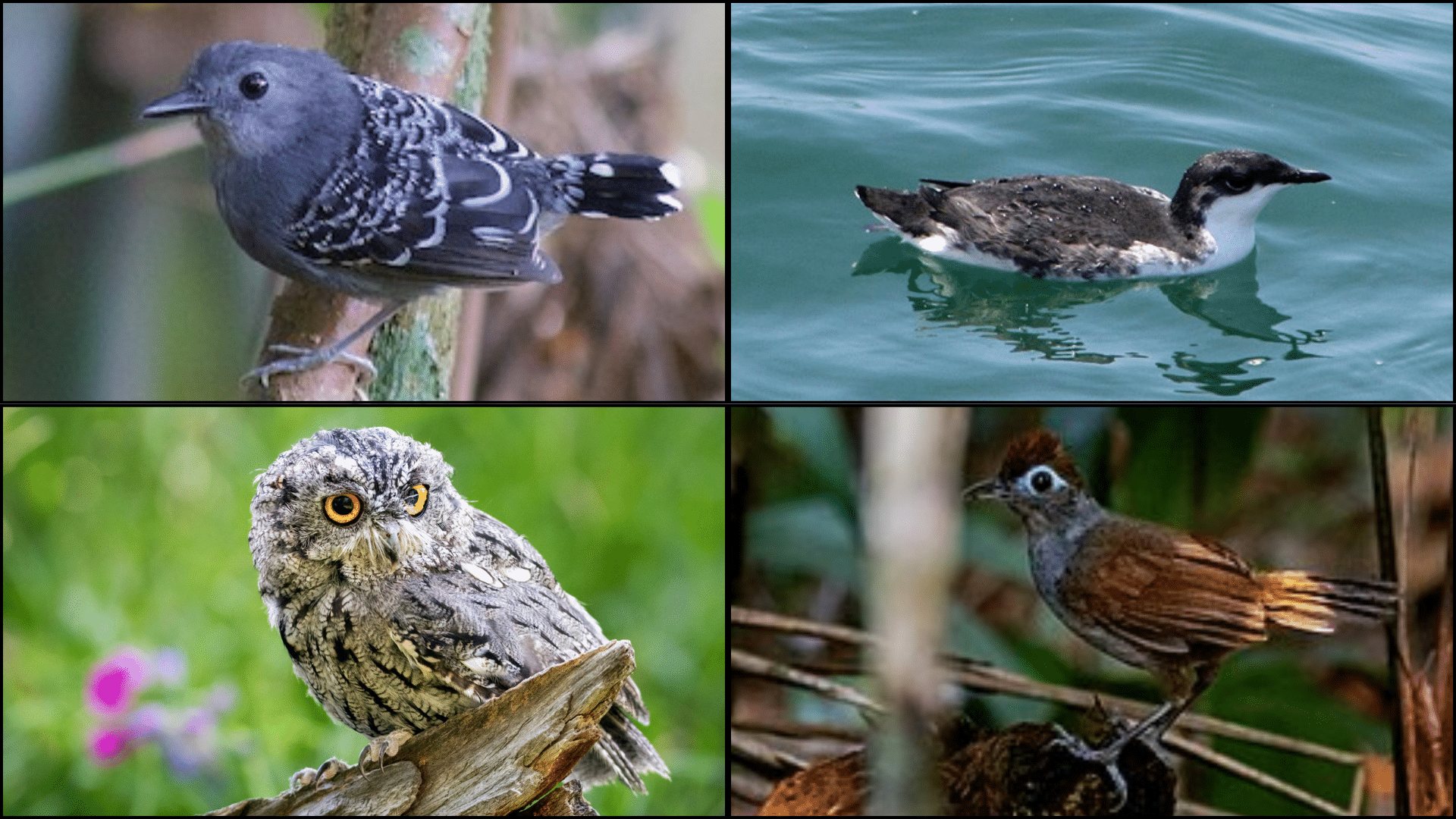 Birds_That_Start_with_X
