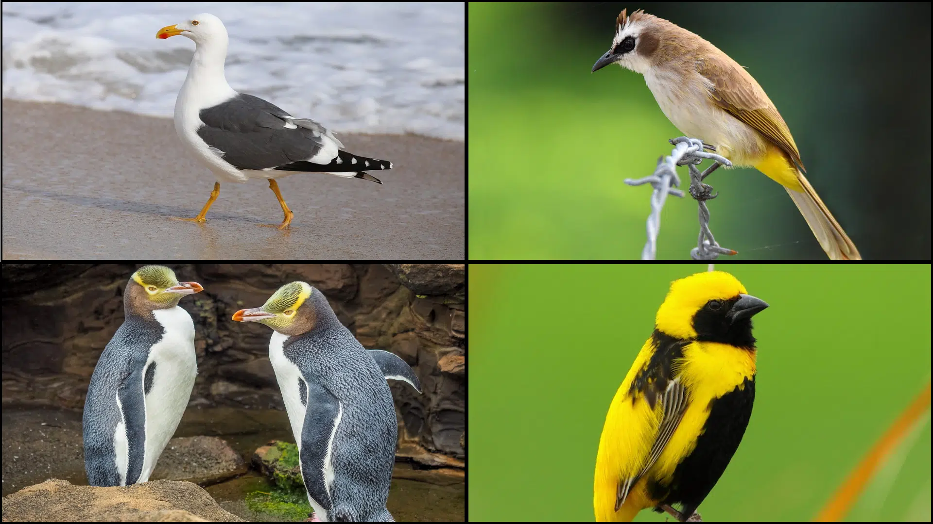 Birds_That_Start_with_Y