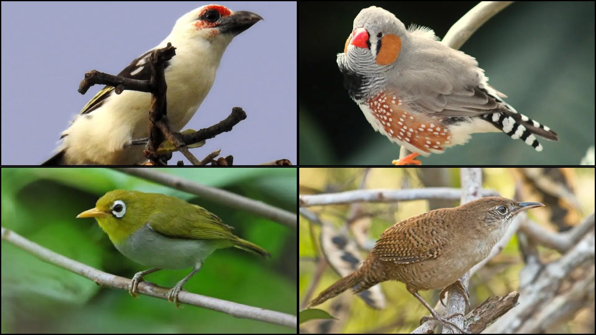 Birds_That_Start_with_Z