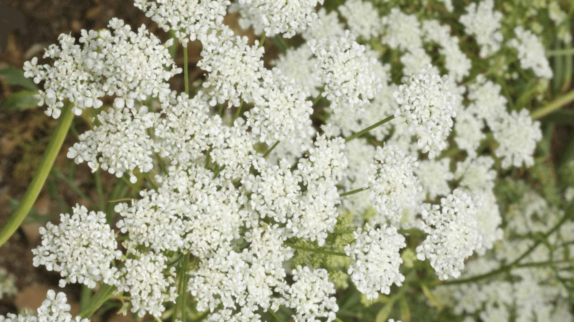 Bishops_Flower