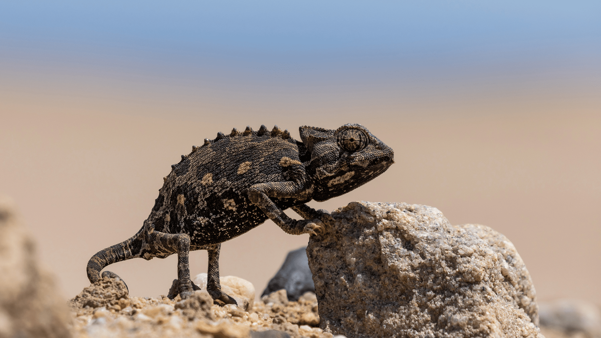 Black_Dark_Chameleon_Color