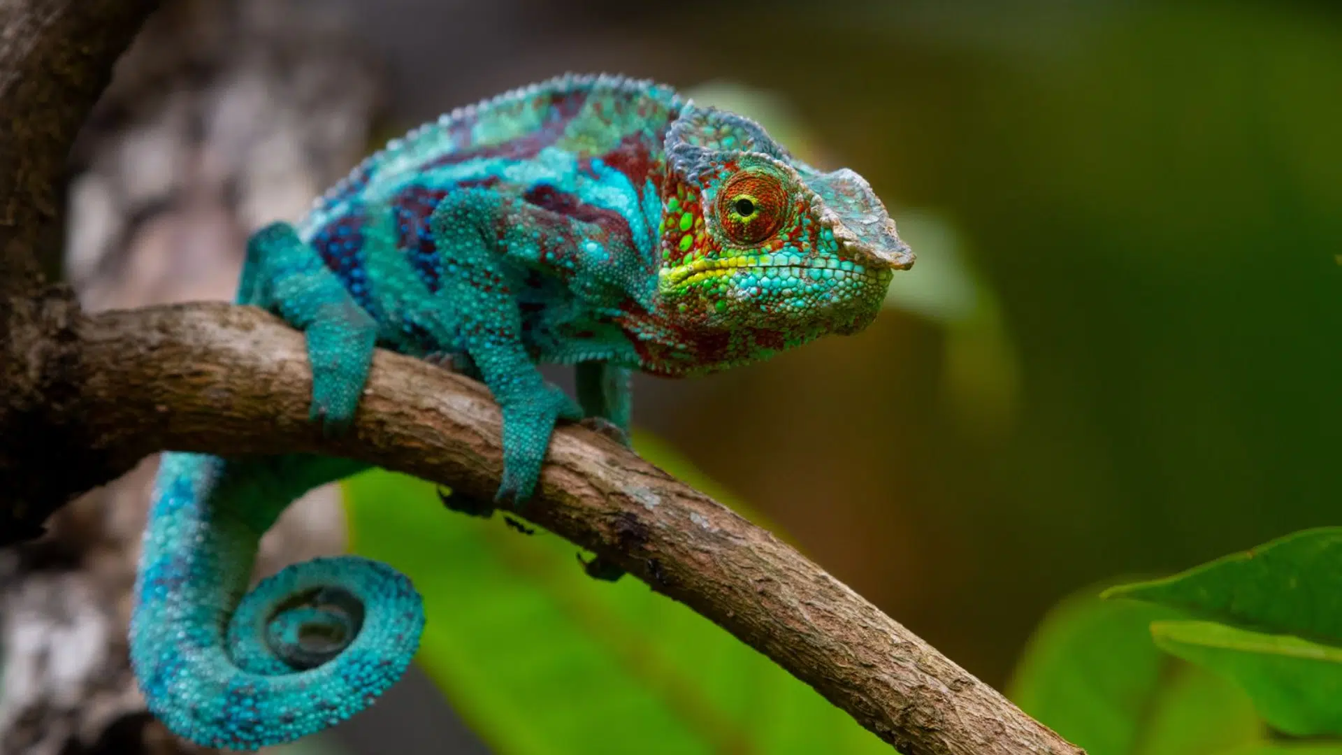Blue_Chameleon_Color